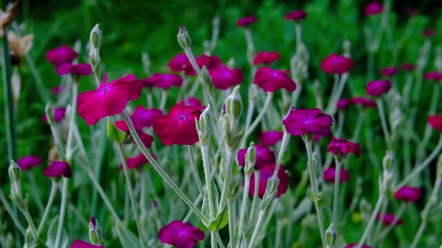 Bright pink Rose Campion flowers swaying gently in summer breeze with silvery stems and vibrant garden blooms in natural sunlight
