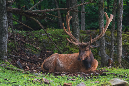 Grand wapiti m&acirc;le se reposant sur l'herbe dans la for&ecirc;t