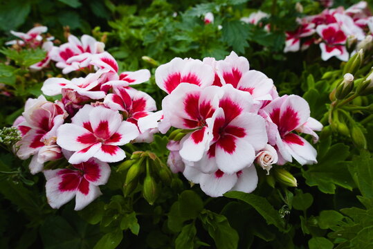 Hunstanton Victorian Gardens, Norfolk, England, UK - July 04 2026: Bicolour Zonal Pelargonium White and Crimson Flowers in Summer Victorian Seaside Garden