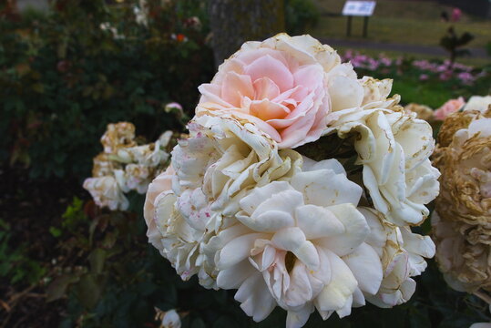 Hunstanton Victorian Gardens, Norfolk, England, UK - July 04 2026: Aging Pink Rose Blooms in Garden Fresh and Spent Flowers Contrast