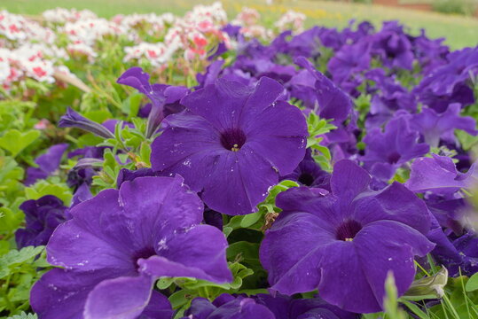 Hunstanton Victorian Gardens, Norfolk, England, UK - July 04 2026: Deep Purple Petunia Flowers in Summer Bedding Display with Rain Droplets