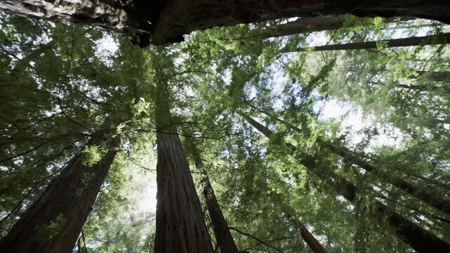 Low Angle Look Up at Giant Redwood Tree Canopy As Sun Peaks Through