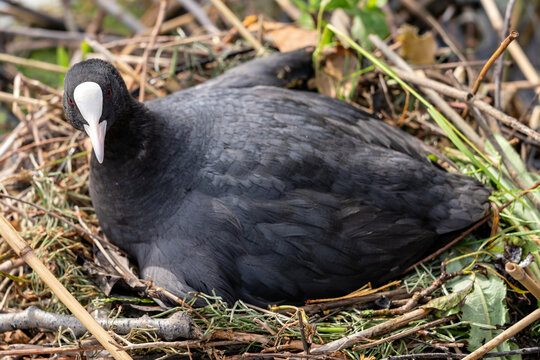 brooding Eurasian coot (Fulica atra) in nest