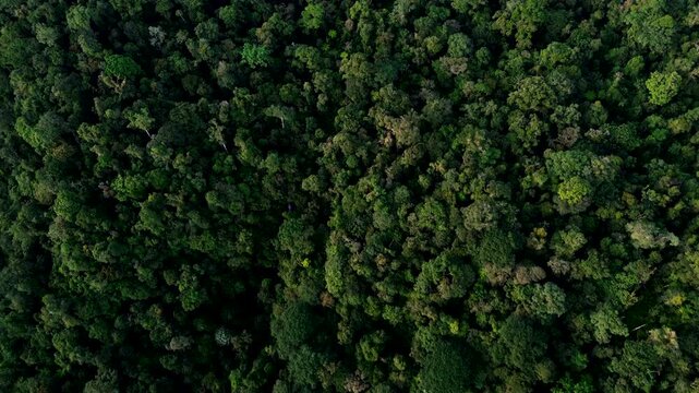 Top Down Aerial View of Dense Ecuador Rainforest Canopy, Varied Green Tree Crowns, Tropical Biodiversity and Natural Jungle Texture Background
