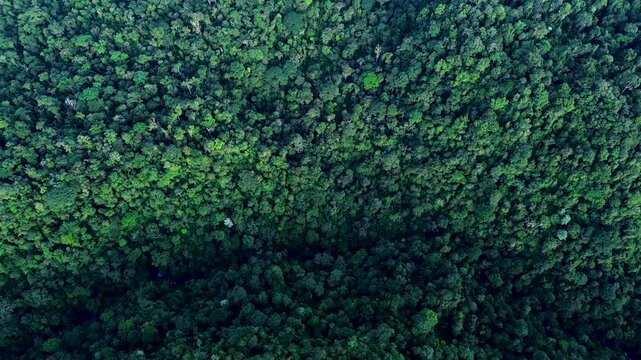 Top Down Drone View of Dense Tropical Rainforest Canopy in Ecuador, Mixed Green Tree Crowns, Amazon Biodiversity and Natural Forest Texture