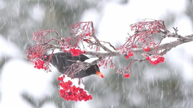 Eating rowan berries under snowstorm, the common blackbird in the winter season (Turdus merula)