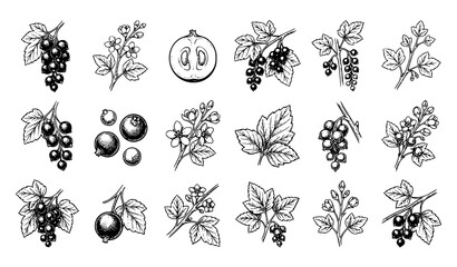 Hand drawn black currant sketch vector set with botanical berry branches leaves and vintage ink illustrations isolated on white background © MstNazma