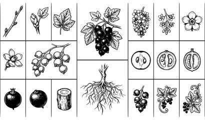 Premium hand drawn black currant botanical vector illustrations with vintage engraved forest berry sketches isolated on white background © MstNazma
