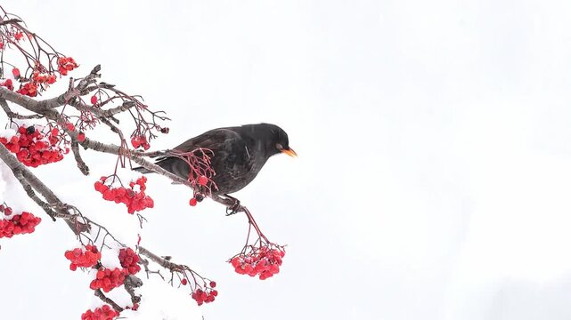 Blackbird eats berries on rowan tree under snowflakes (Turdus merula)