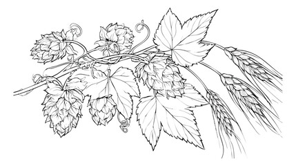 Obraz premium Outline illustration of hops and wheat branch depicting botanical brewing ingredients for craft beer design
