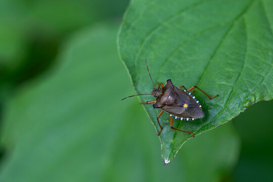 imago of red-legged shieldbug or forest bug (Pentatoma rufipes), found in Bavarian Steigerwald, Middle Franconia in Germany