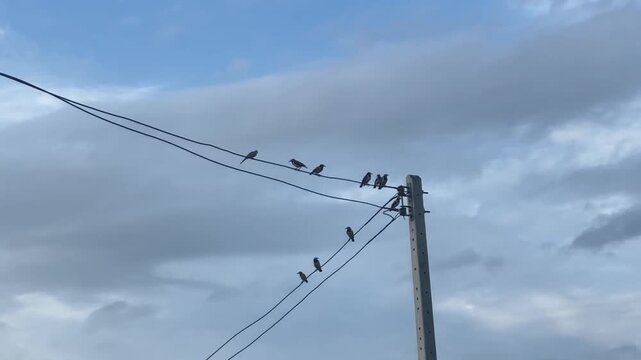the birds are talking