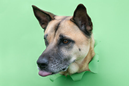 A German Shepherd has stuck its head through a yellow poster. The dog is sticking its tongue out of its mouth.