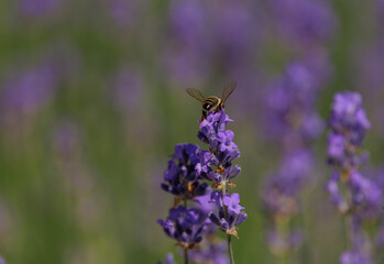 Bienen     sie sammeln den Nektar aus dem Lavendel © Photograf