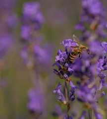 Bienen 3  sie sammeln den Nektar aus dem Lavendel © Photograf