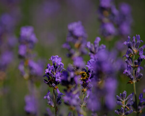 Bienen 1  sie sammeln den Nektar aus dem Lavendel © Photograf