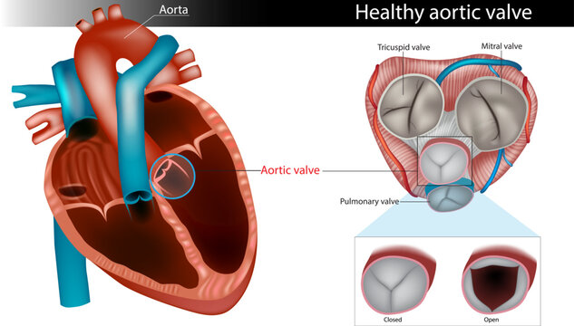 Healthy Aortic Valve Anatomy Medical Illustration with Open and Closed Valve Function. Normal Aortic Valve Structure and Cardiac Valve Educational Diagram