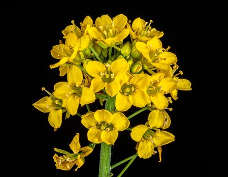 Alyssum akamasicum flower macro photography. Fresh botanical specimen used for making authentic Wild mustard spice recipe.