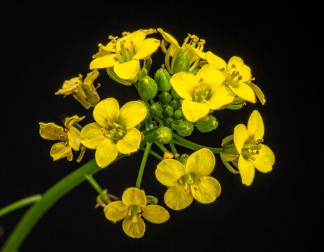 Alyssum akamasicum flower macro photography. Fresh botanical specimen used for making authentic Edible flower garnish recipe.