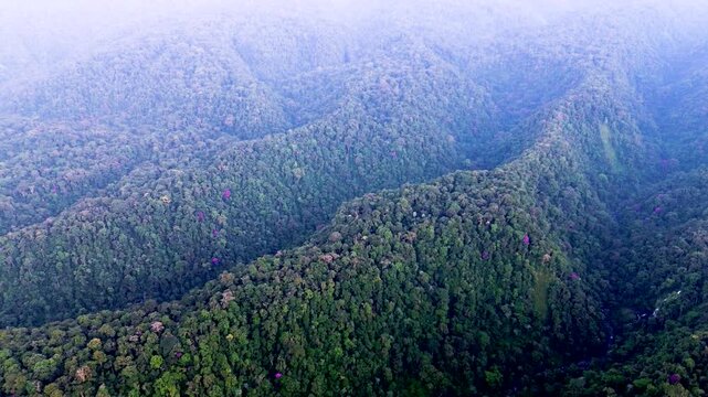Aerial View of Dense Ecuador Rainforest Mountain Slopes, Green Canopy Texture, Tropical Wilderness and Amazon Biodiversity Nature Background