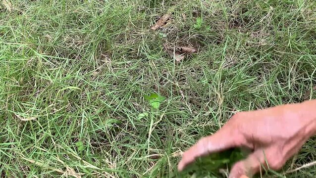 Close up of an old senior grandmother's wrinkled hands pulling out weeds and wild grass from the soil in a lush green backyard garden.