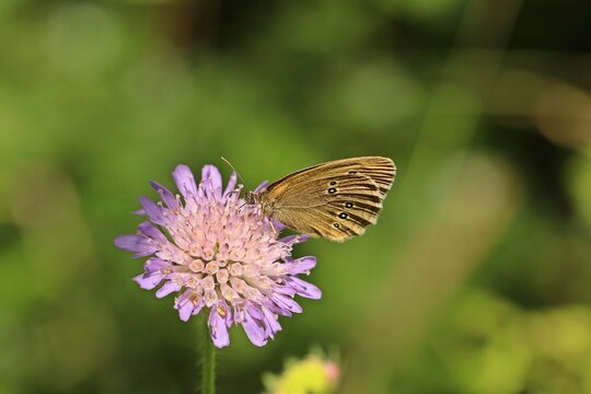 Brauner Waldvogel (Aphantopus hyperantus) auf Ackerwitwenblume (Knautia arvensis)
