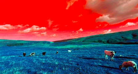 Fototapete Rot Cows are dotted across a field beneath a striking red tinted sky, giving the scene an almost otherworldly feel. The surreal colors create a breathtaking landscape over Malham Moors in Malham, UK  © derek oldfield
