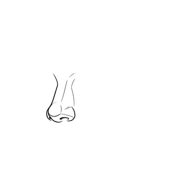 Hand drawn sketch of wide flat female nose on dummy head isolated on white background. Technical line art.