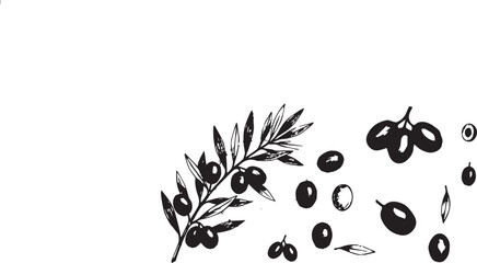 olive branch collection. minimal art in charcoal or crayon drawing style botanic plant vector illustration.  © jobaida