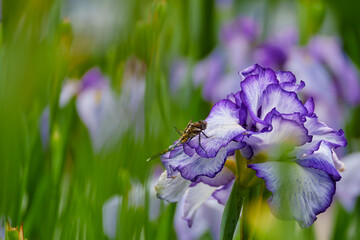 初夏のあやめに羽を休めるトンボ：一瞬の出会いが織りなす自然の共生風景 (A dragonfly resting on a summer iris: A natural harmony created by a momentary encounter) © H.S_arupaka