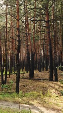 Vertical video. Dense pine forest in warm morning sunlight with soft shadows and a forest trail.