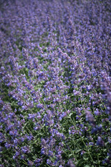 Obraz premium Purple catmint flowers bloom under bright sunlight. Decorative perennial plants grow in a dense violet field, creating a textured natural background for gardening or aromatherapy design.