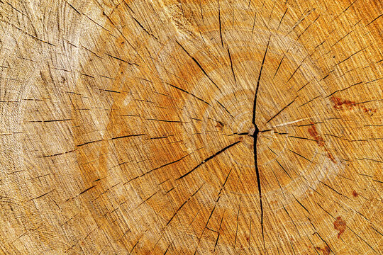 Natural wood background showing a cut log cross section with a deep vertical crack and annual rings