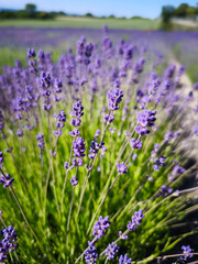Fototapeta premium Close-up of vibrant lavender flowers blooming in a sunny summer field