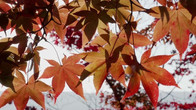 紅葉の木