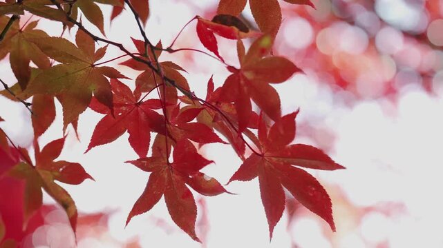 紅葉の木