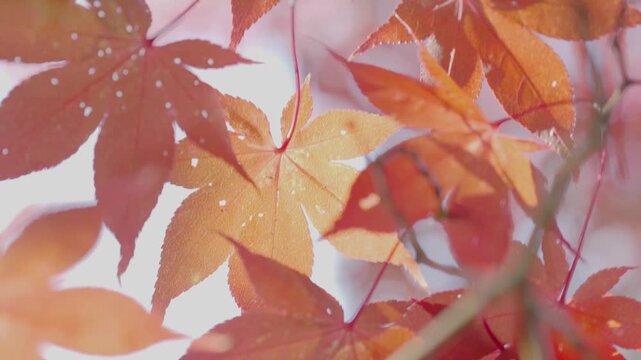 紅葉の木
