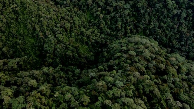 Aerial View of Dense Tropical Rainforest Canopy in Ecuador, Large Emergent Tree Crowns, Green Jungle Texture and Amazon Biodiversity Background