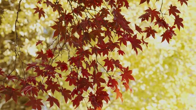 紅葉の木