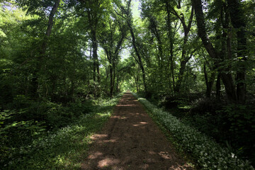 Obraz premium Park in the countryside