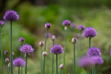 Fototapeta premium Like tiny violet lanterns floating above the garden, blooming alliums bring elegance. Blooming ornamental allium flowers with vibrant purple spherical flower heads in a spring garden. 