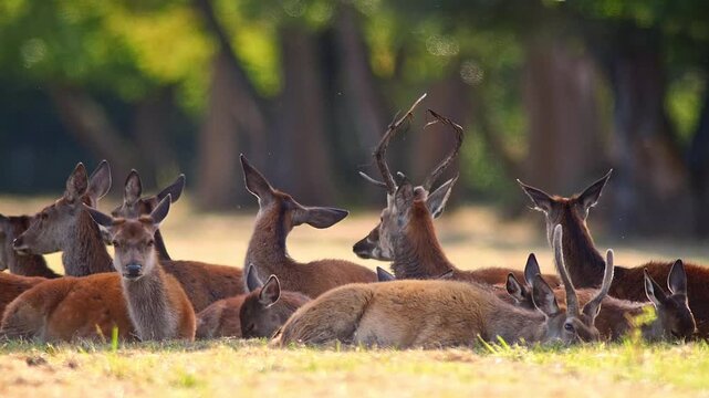 Red Deer Grazing in Traditional Orchard Meadow on a Sunny Summer Morning | 4K