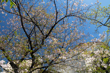 Fototapeta premium Beautiful sakura cherry blossom tree with pink petals contrasting against a clear blue sky, Kyoto, Japan