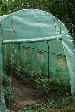 Pepper Shrubs In Polytunnel.