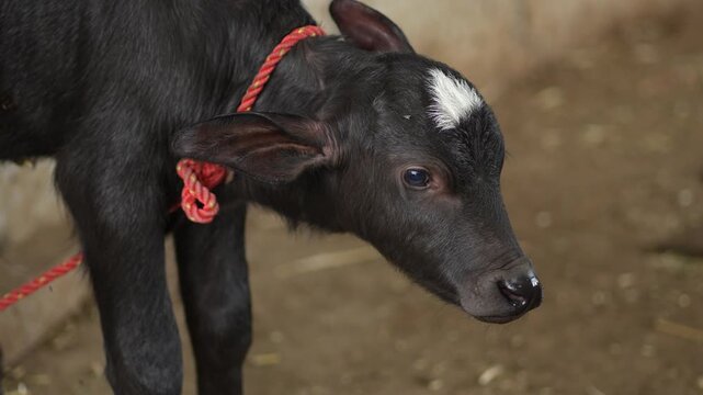Young Water Buffalo Calf Standing Outdoors in Rural Farm Environment &ndash; 4K Footage