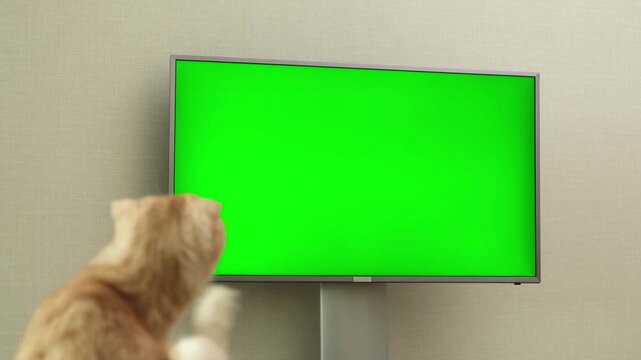 Red Scottish fold cat sitting in front of TV set with green screen rear view. Pet looking on chroma key display and scratching itself with hind paw. Advertising for cats and kittens goods