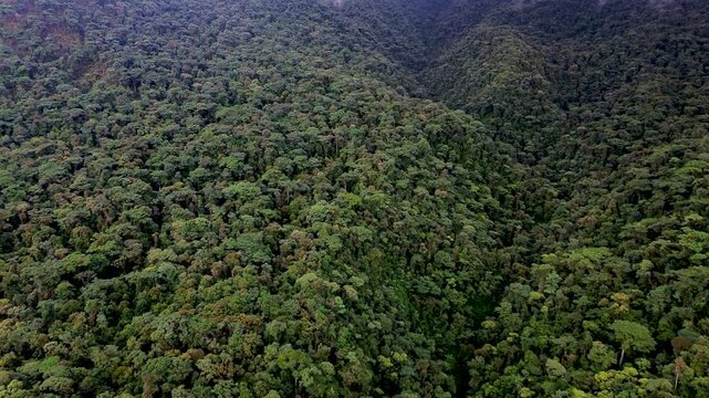 Aerial View of Dense Rainforest Hills in Ecuador, Mixed Green Canopy, Mountain Valley, Tropical Biodiversity and Remote Amazon Nature Background