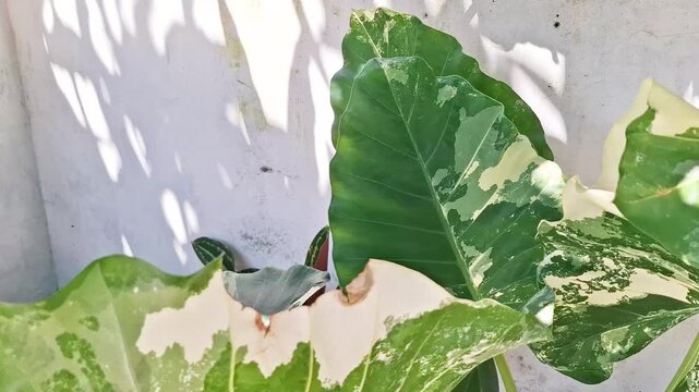 Close up of striking variegated elephant ear plant leaves with a textured wall and dappled sunlight creating dynamic shadows