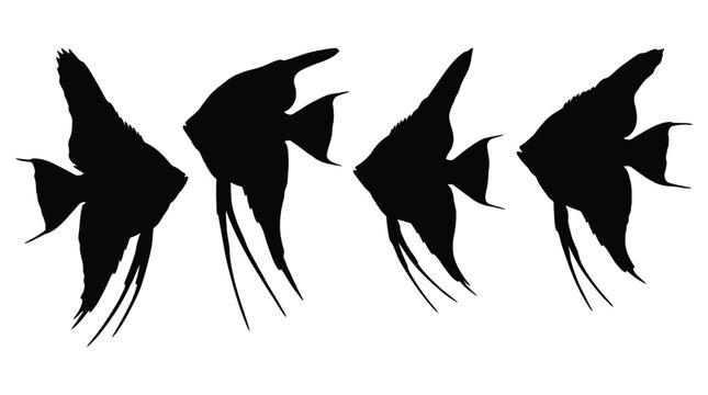 Angelfish Silhouette Collection Black And White Aquatic Animal Shapes Silhouette