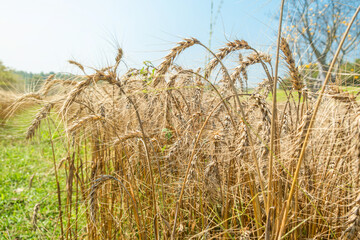 Fototapeta premium Close up of ripe golden wheat ears ready for harvest in rural agricultural field near Chiang Mai, Thailand. Natural farming landscape. Sustainable agriculture, food production and seasonal harvest